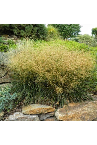 Щучник Palava з кремовими повітряними суцвіттями